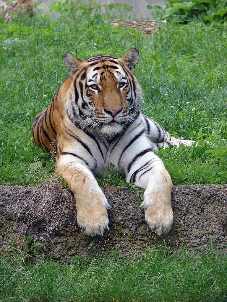 Tiger Safari: The Complete Guide