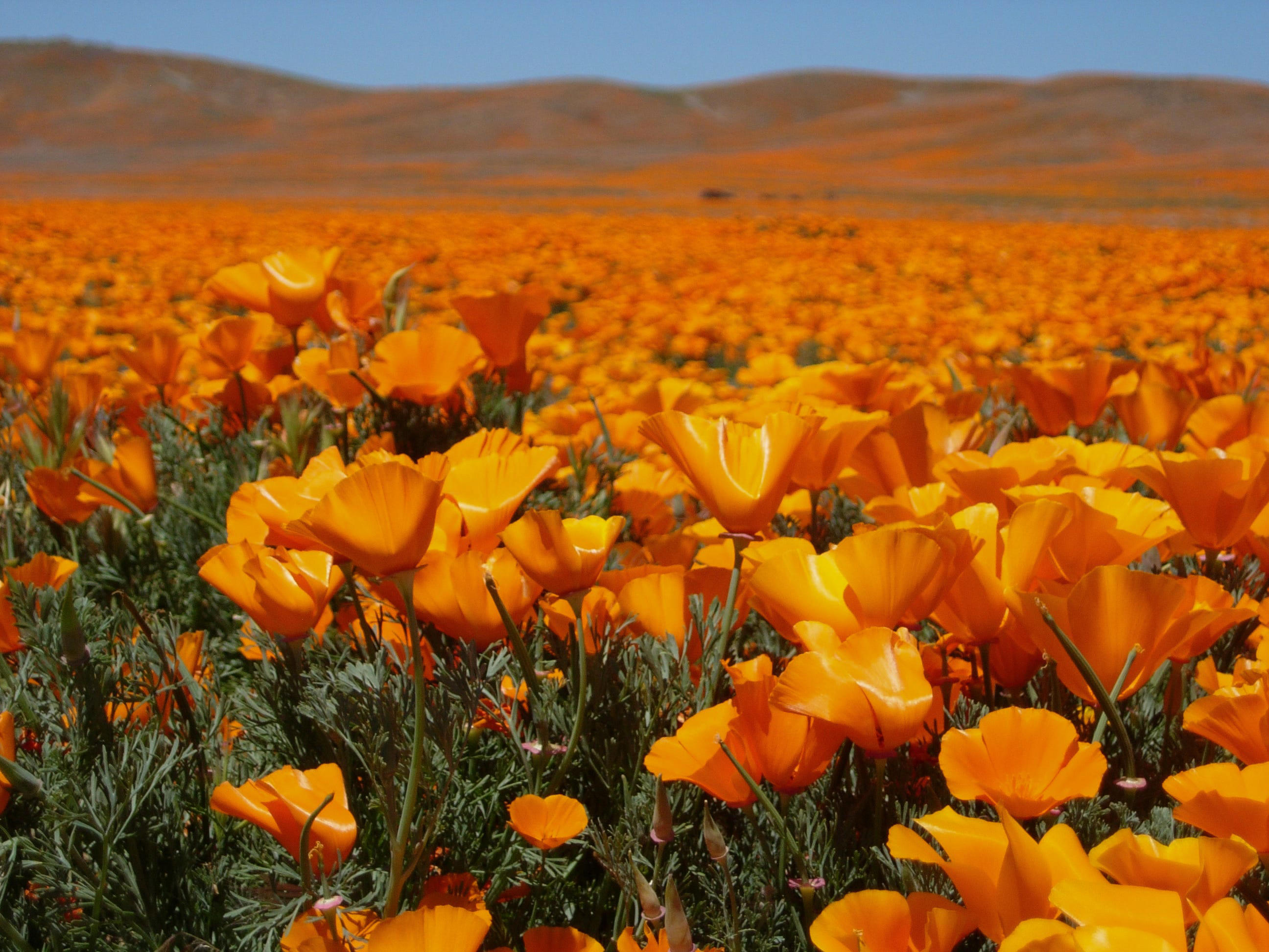 What is your state's official flower? Here's a list of the state flower ...