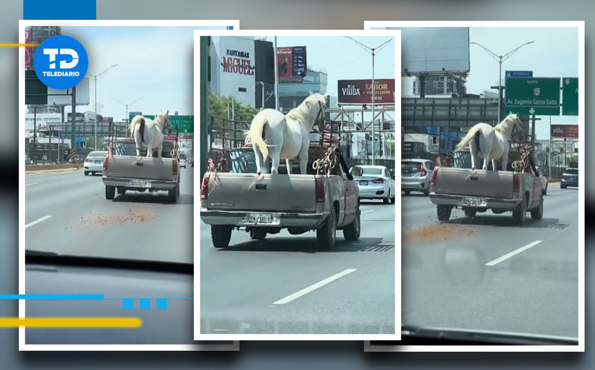 caballo ‘pasea’ en camioneta en avenida garza sada y se viraliza: “monterrey no es un rancho”