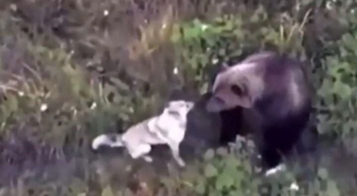 viral: perro se pierde y sus dueños lo encuentran jugando con una familia de osos