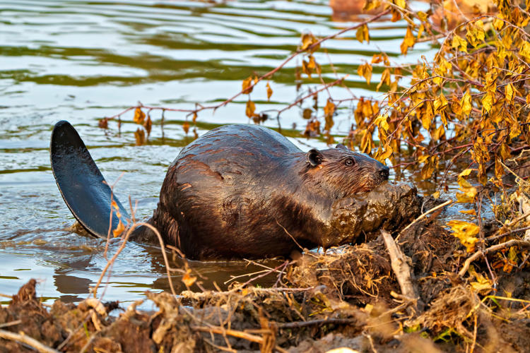 A disease killing beavers in Utah can also affect humans, authorities say