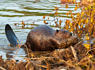 A disease killing beavers in Utah can also affect humans, authorities say<br><br>