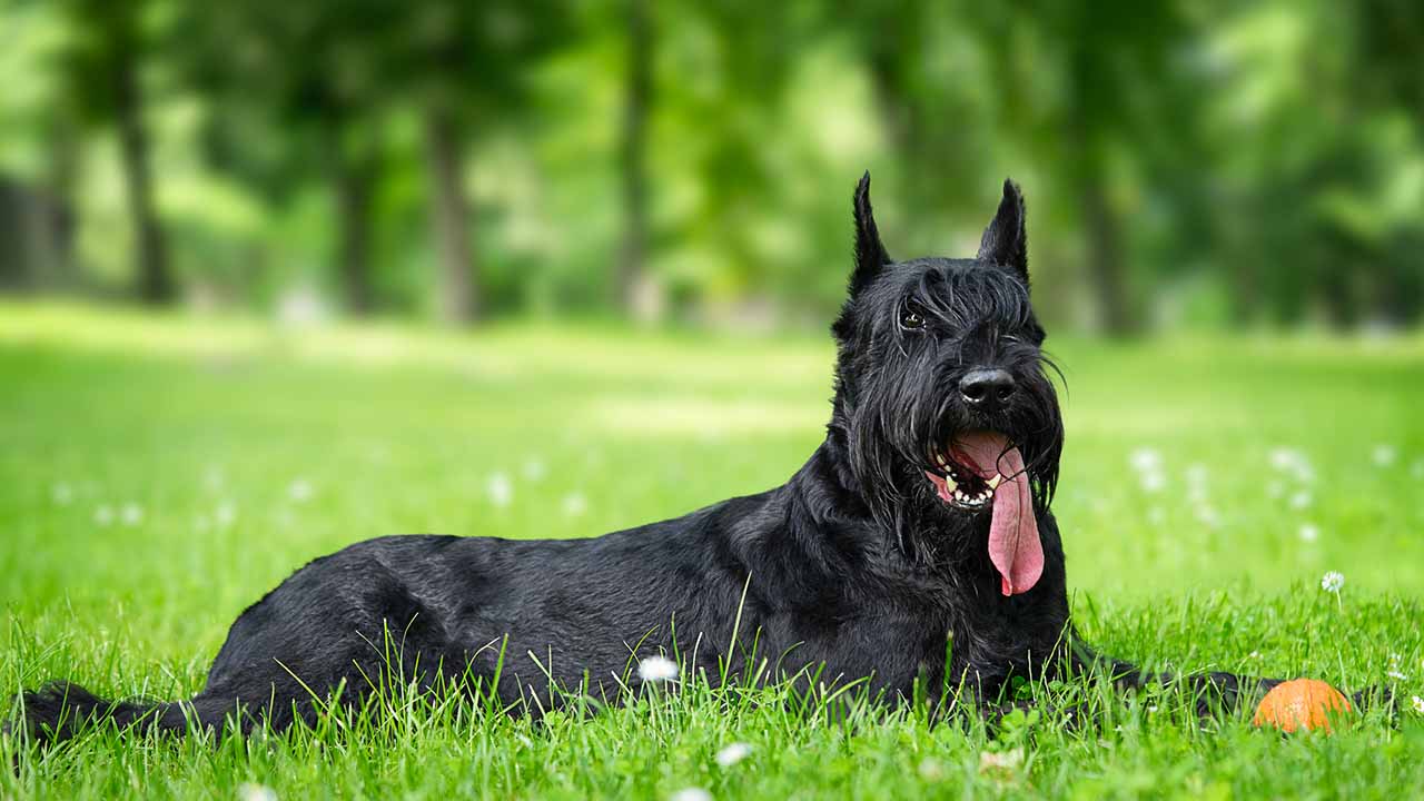 18 Big Dogs That Don’t Shed Much