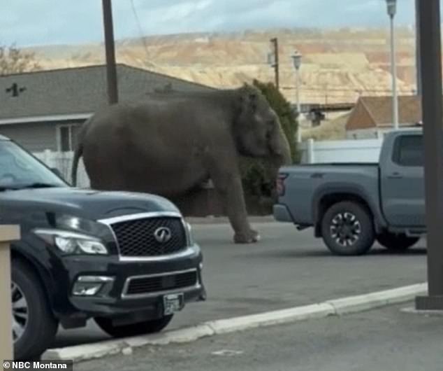 elephant stomps through montana town after breaking out of circus