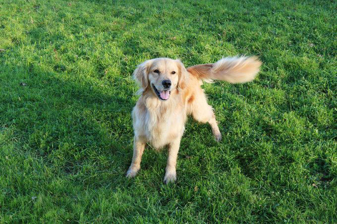 Golden Retriever Dog Standing In A Field Wagging Her Tail