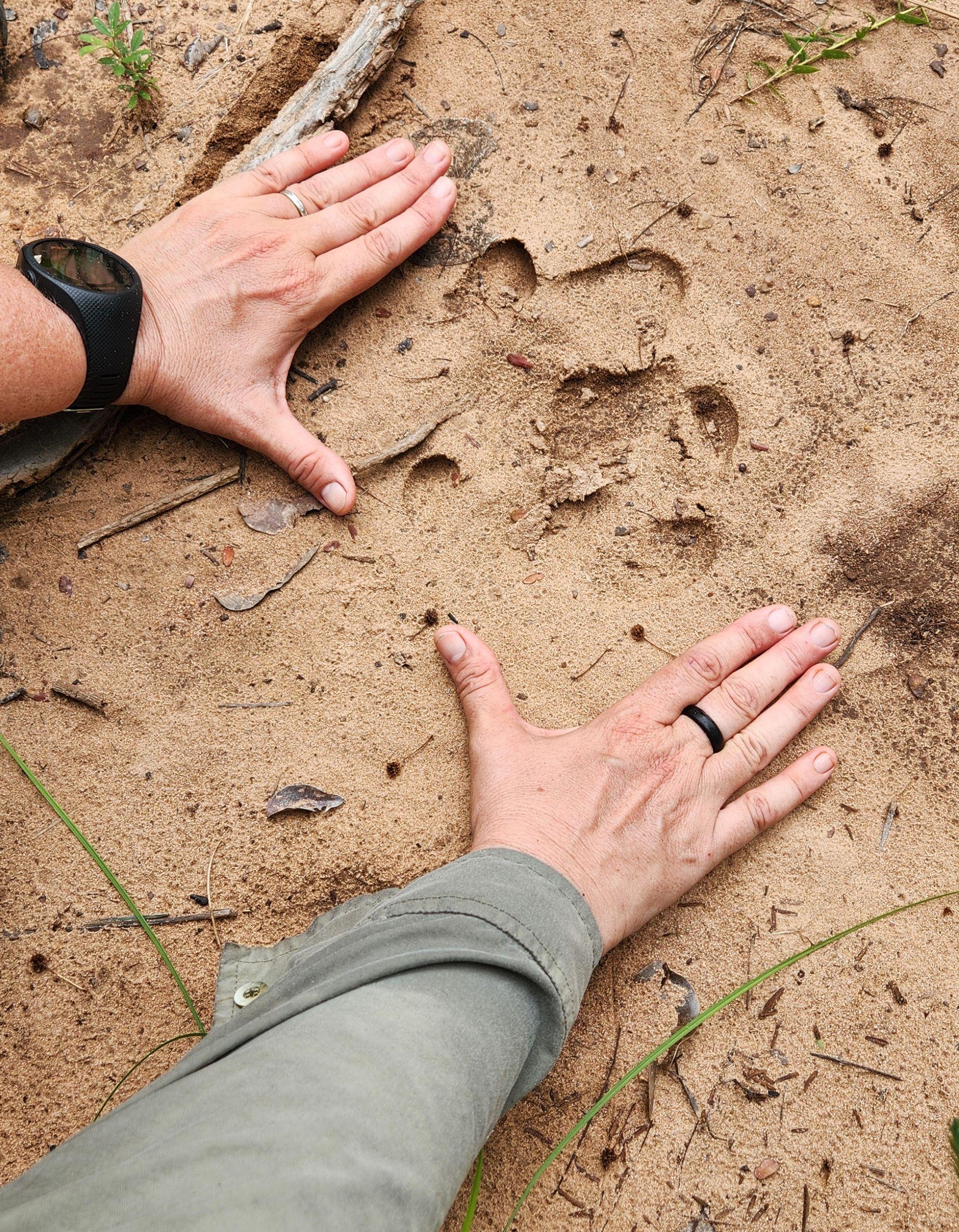 'em busca da anta perdida': a expedição que 'reencontrou' animal considerado extinto da caatinga