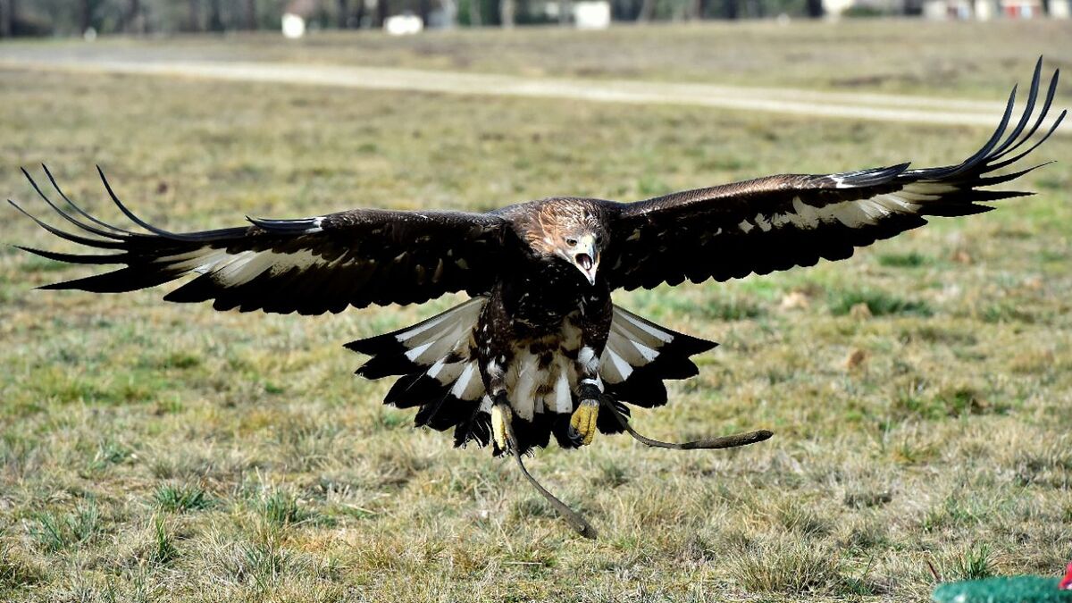 savoie : attaqué par un aigle royal, un parapentiste s’en sort avec une cinquantaine de plaies sur les bras