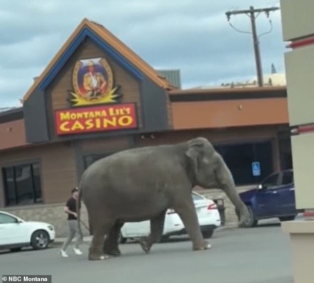 elephant stomps through montana town after breaking out of circus