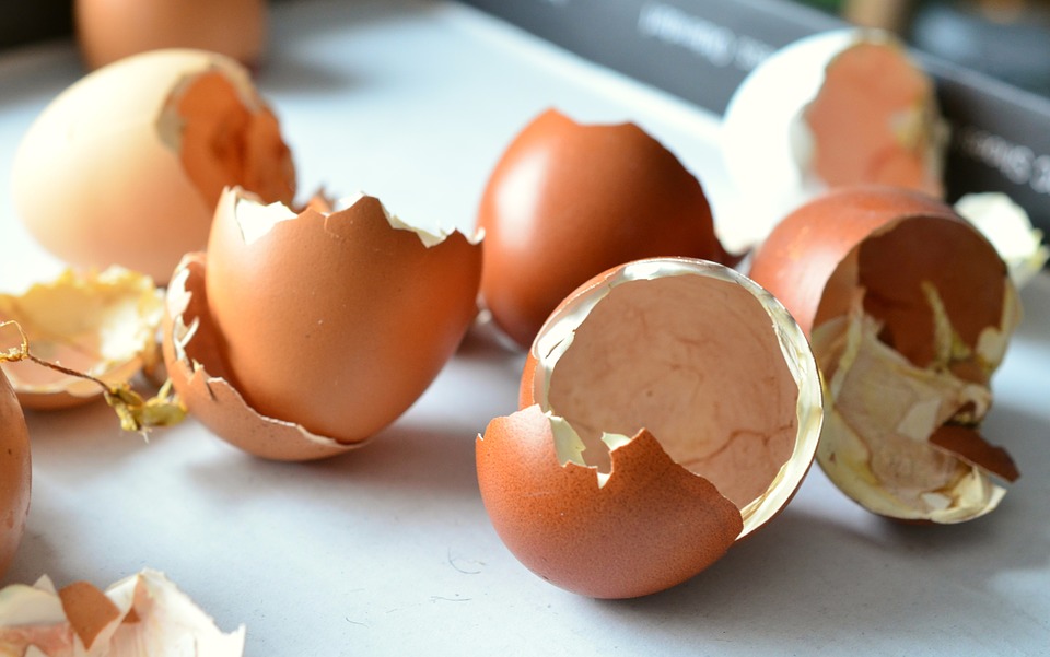 vyzkoušeno: vaječné skořápky jako hnojivo: je lepší prášek nebo výluh? záleží na tom, jaké působení od nich očekáváte
