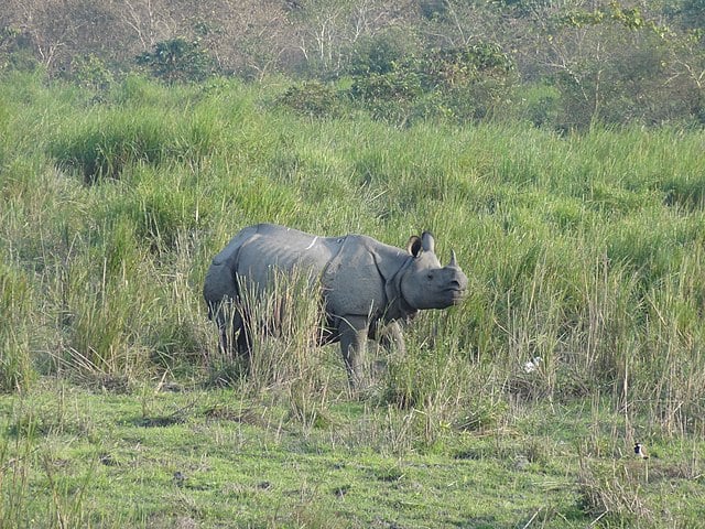 <p>Along the great river Brahmaputra, in the Karbi Anglong Hills, two-thirds of the world population of the unicorn rhino still lives. The 430 square kilometers large protected area is famous for these unique animals and has been UNESCO World Natural Heritage since 1985. Since 2006 the national park is also a tiger reserve. </p> <p>The Kaziranga National Park is located in northeast India, in the present state of Assam. </p>           Sharks, lions, tigers, as well as all about cats & dogs!           <a href='https://www.msn.com/en-us/channel/source/Animals%20Around%20The%20Globe%20US/sr-vid-ryujycftmyx7d7tmb5trkya28raxe6r56iuty5739ky2rf5d5wws?ocid=anaheim-ntp-following&cvid=1ff21e393be1475a8b3dd9a83a86b8df&ei=10'>           Click here to get to the Animals Around The Globe profile page</a><b> and hit "Follow" to never miss out.</b>