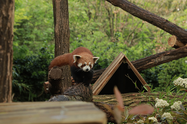 paris'teki hayvanat bahçesi, nesli tükenme tehlikesi altındaki kızıl pandaya yuva oldu