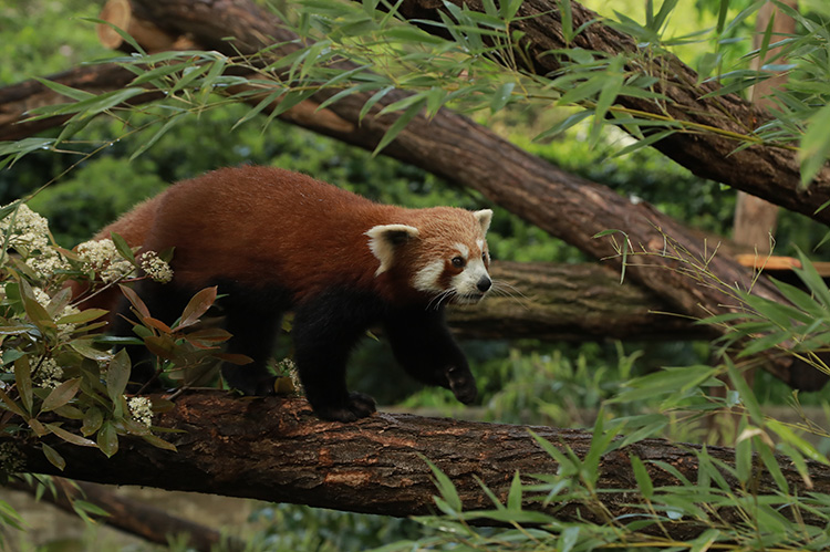 paris'teki hayvanat bahçesi, nesli tükenme tehlikesi altındaki kızıl pandaya yuva oldu