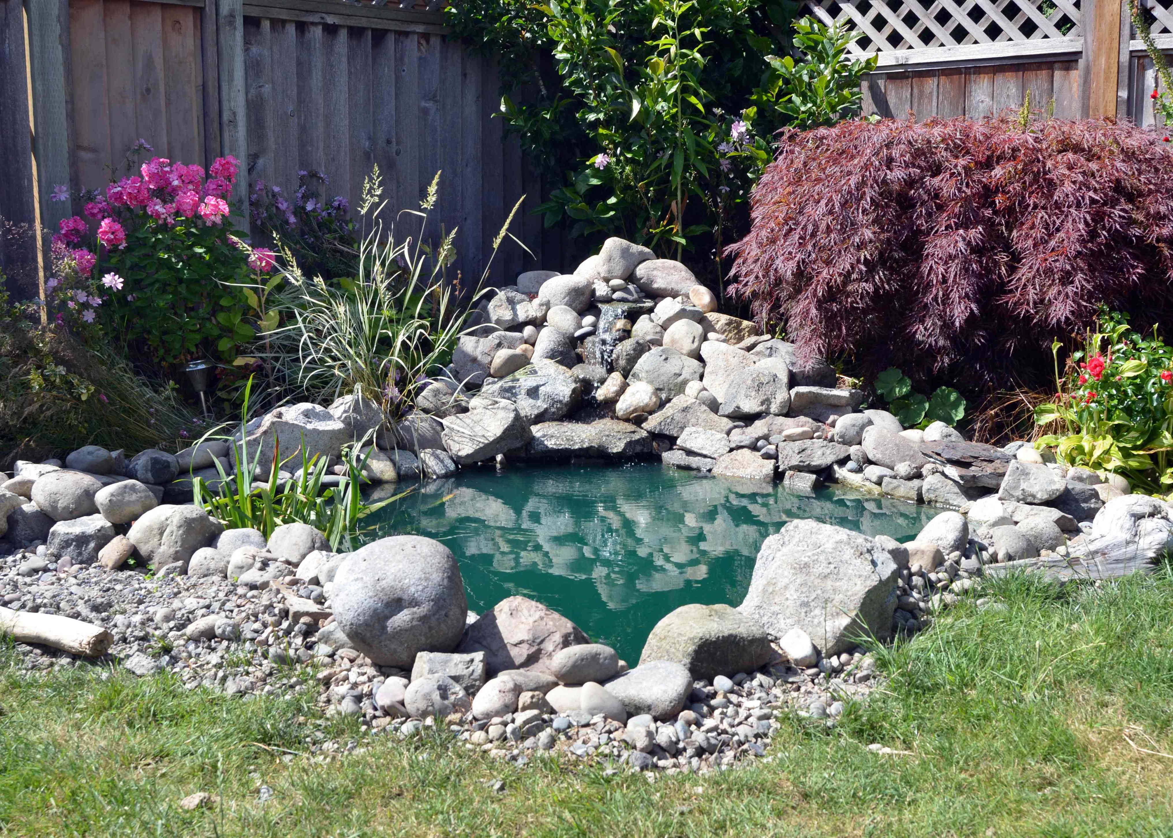how to, water gardens are a dreamy addition to any yard—here’s how to make one