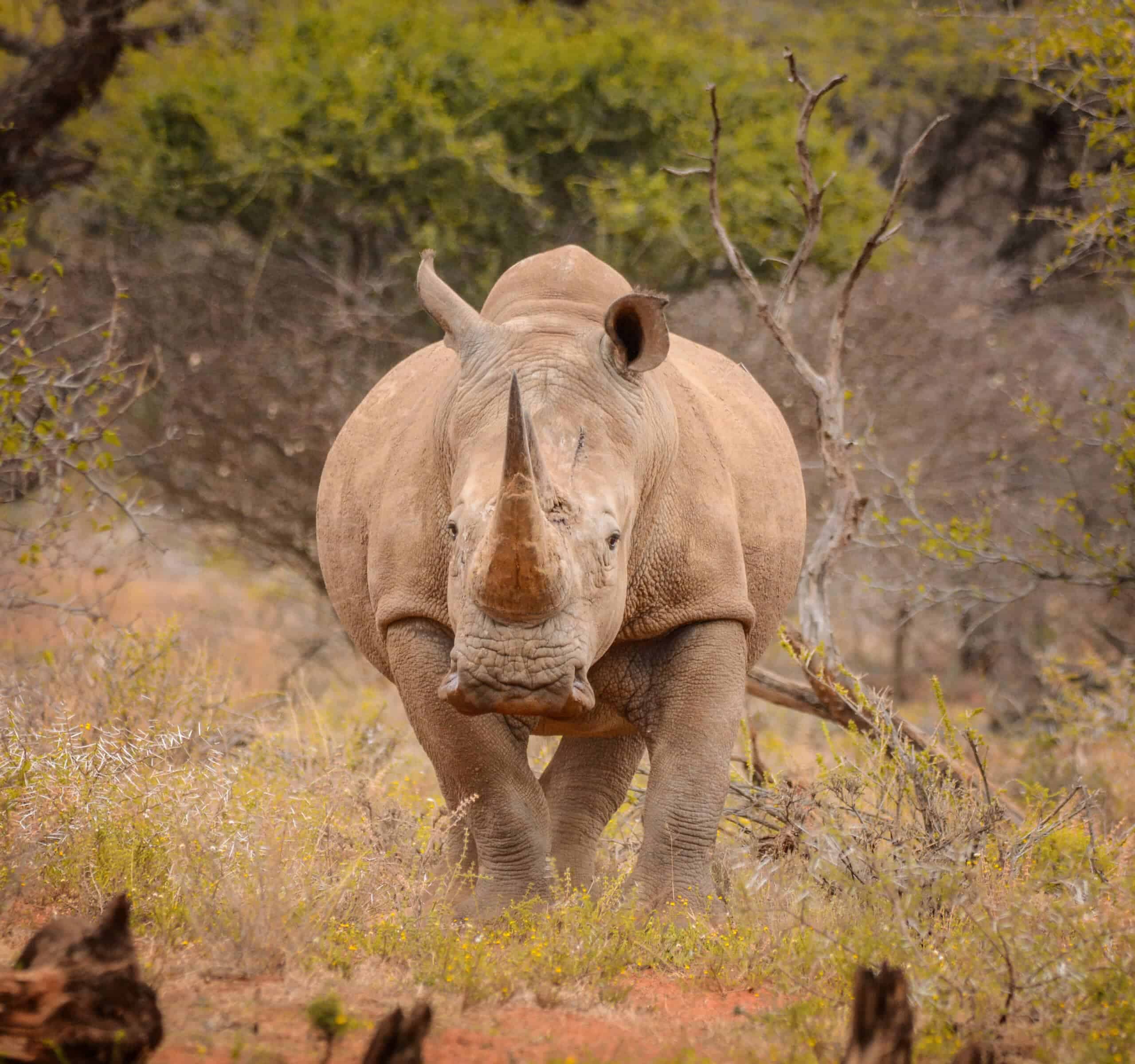 <p>Focal points of rhino populations are the Kaziranga National Park in India and the Chitwan National Park in Nepal. The tank rhinoceros can be seen in Berlin, Munich, and Nuremberg zoos.</p> <p>A rhino species that live in Northern India and Nepal. There are still 2,000 to 3,000 animals in the wild, most of them in Indian national parks. About 500 specimens of this species live in Nepal. The populations in the national parks have been increasing again in recent years. </p>           Sharks, lions, tigers, as well as all about cats & dogs!           <a href='https://www.msn.com/en-us/channel/source/Animals%20Around%20The%20Globe%20US/sr-vid-ryujycftmyx7d7tmb5trkya28raxe6r56iuty5739ky2rf5d5wws?ocid=anaheim-ntp-following&cvid=1ff21e393be1475a8b3dd9a83a86b8df&ei=10'>           Click here to get to the Animals Around The Globe profile page</a><b> and hit "Follow" to never miss out.</b>