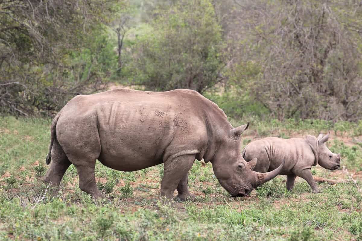 <ol>   <li><a href="http://www.nightsbridge.co.za/bridge/book?bbid=12595">Nightsbridge</a></li>  </ol> <p>This is the best accommodations and tour operator to see rhinos in Mkhaya Game Reserve, Eswatini:</p> <h4 class="wp-block-heading">Accommodations and tour operators:</h4> <p>The reserve is named after the Acacia nigrescens (‘Knob tree’), a tree species of the southern savannah with button-like outgrowths on the trunk. The reserve cannot be visited with your own (rental) car. Advance booking is necessary. </p> <p>The Mkhaya Game Reserve, not far from the settlement of Siphofaneni – 65 kilometers southeast of the capital Mbabane – is the most famous in the Kingdom of Swaziland, the smallest state in southern Africa. </p>           Sharks, lions, tigers, as well as all about cats & dogs!           <a href='https://www.msn.com/en-us/channel/source/Animals%20Around%20The%20Globe%20US/sr-vid-ryujycftmyx7d7tmb5trkya28raxe6r56iuty5739ky2rf5d5wws?ocid=anaheim-ntp-following&cvid=1ff21e393be1475a8b3dd9a83a86b8df&ei=10'>           Click here to get to the Animals Around The Globe profile page</a><b> and hit "Follow" to never miss out.</b>