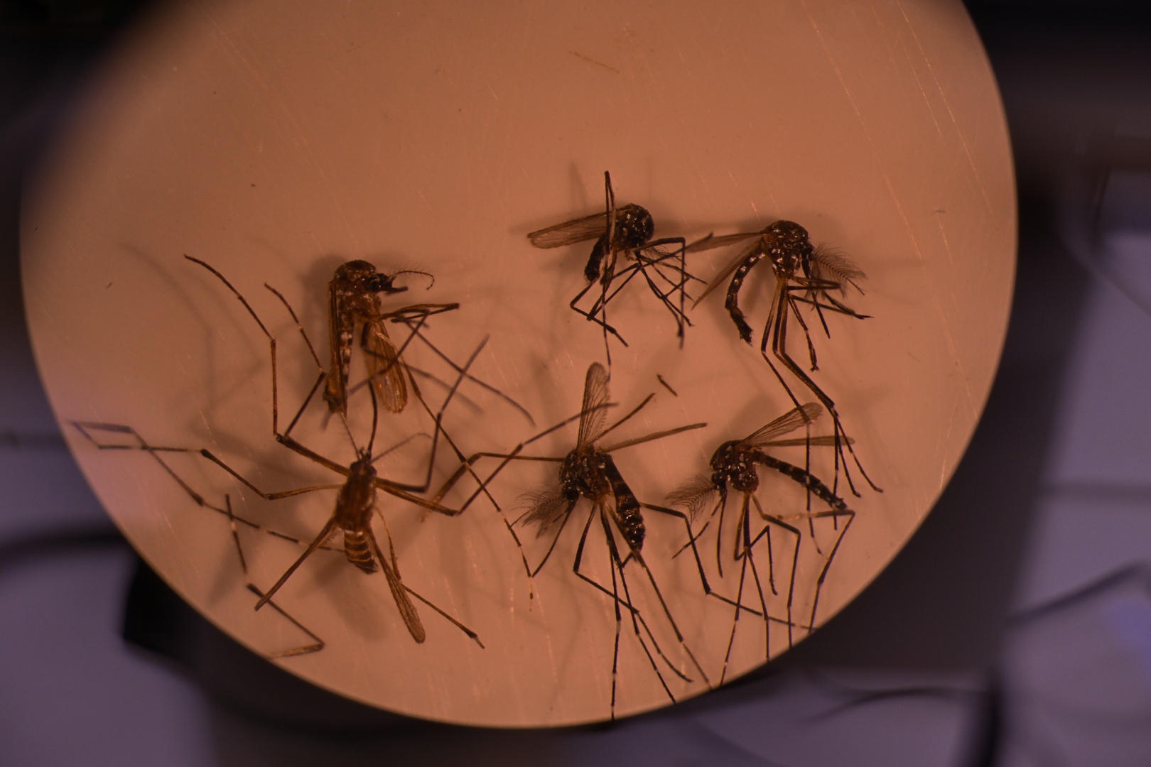 alerta amarilla en zona central de chile por presencia del mosquito transmisor del dengue