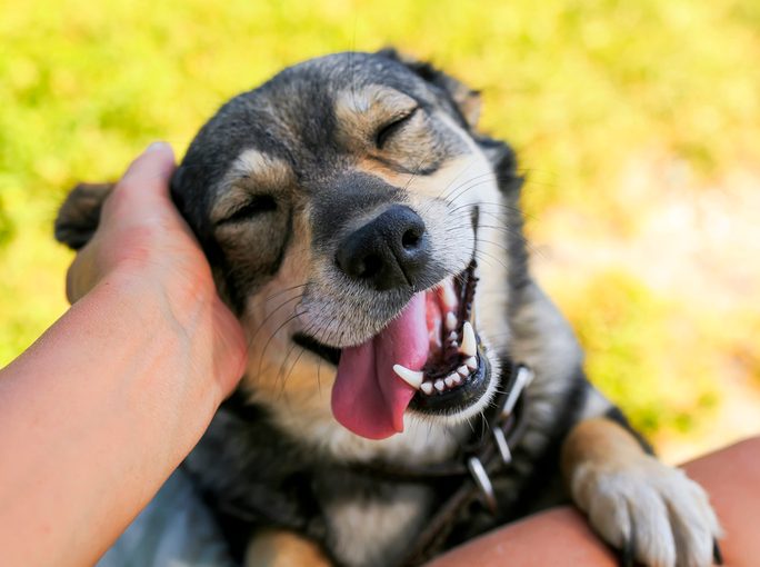 how do i know if my dog is happy? 12 signs of a happy dog