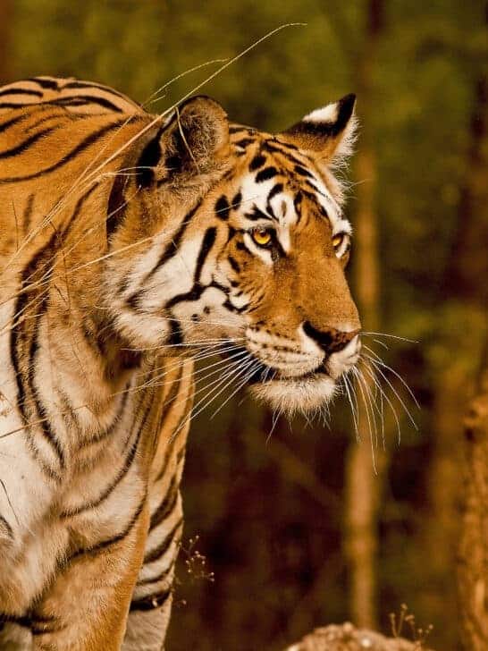 <p>There was a time when you could see wild Tigers all over Asia, but now they are driven back into only 13 countries, with some projects in places like Africa to re-introduce them to the wild. The tiger remains the largest living cat in the world and is simply magnificent to observe. </p>              Sharks, lions, tigers, as well as all about cats & dogs!           <a href='https://www.msn.com/en-us/channel/source/Animals%20Around%20The%20Globe%20US/sr-vid-ryujycftmyx7d7tmb5trkya28raxe6r56iuty5739ky2rf5d5wws?ocid=anaheim-ntp-following&cvid=1ff21e393be1475a8b3dd9a83a86b8df&ei=10'>           Click here to get to the Animals Around The Globe profile page</a><b> and hit "Follow" to never miss out.</b>