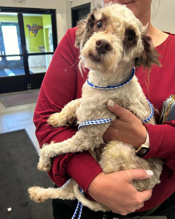 ‘Sweetest’ dog wrapped in duct tape rescued from dumpster in Nebraska