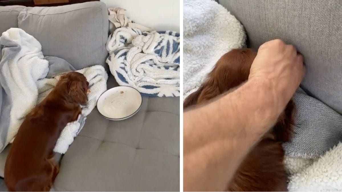 son chien lui vole un croissant : il décide de filmer la tentative de négociation pour le récupérer (vidéo)