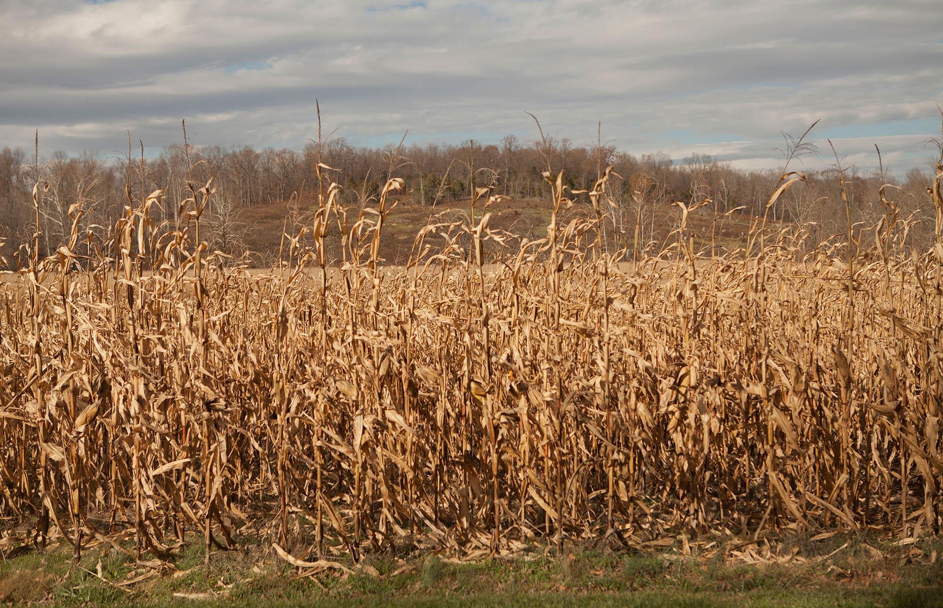 Warning: What Climate Change Will Do To Your State By 2050