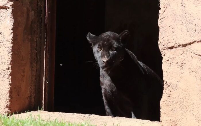 muere jaguar tras beber descargas del ayuntamiento de morelia