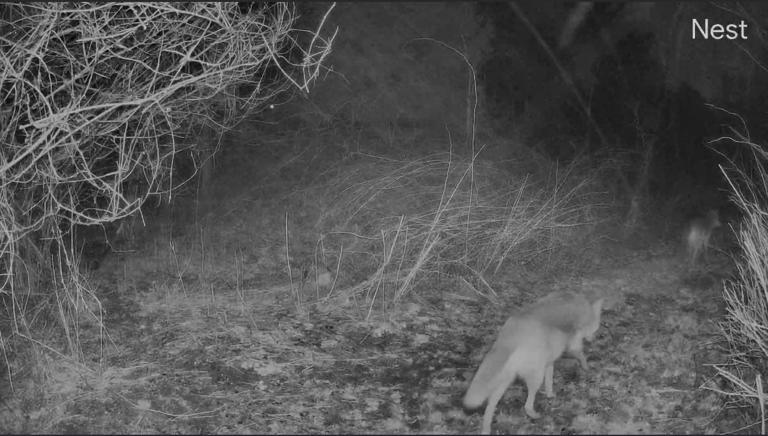 'Really Big' Bobcat Caught Crossing Wayland Backyard: Video