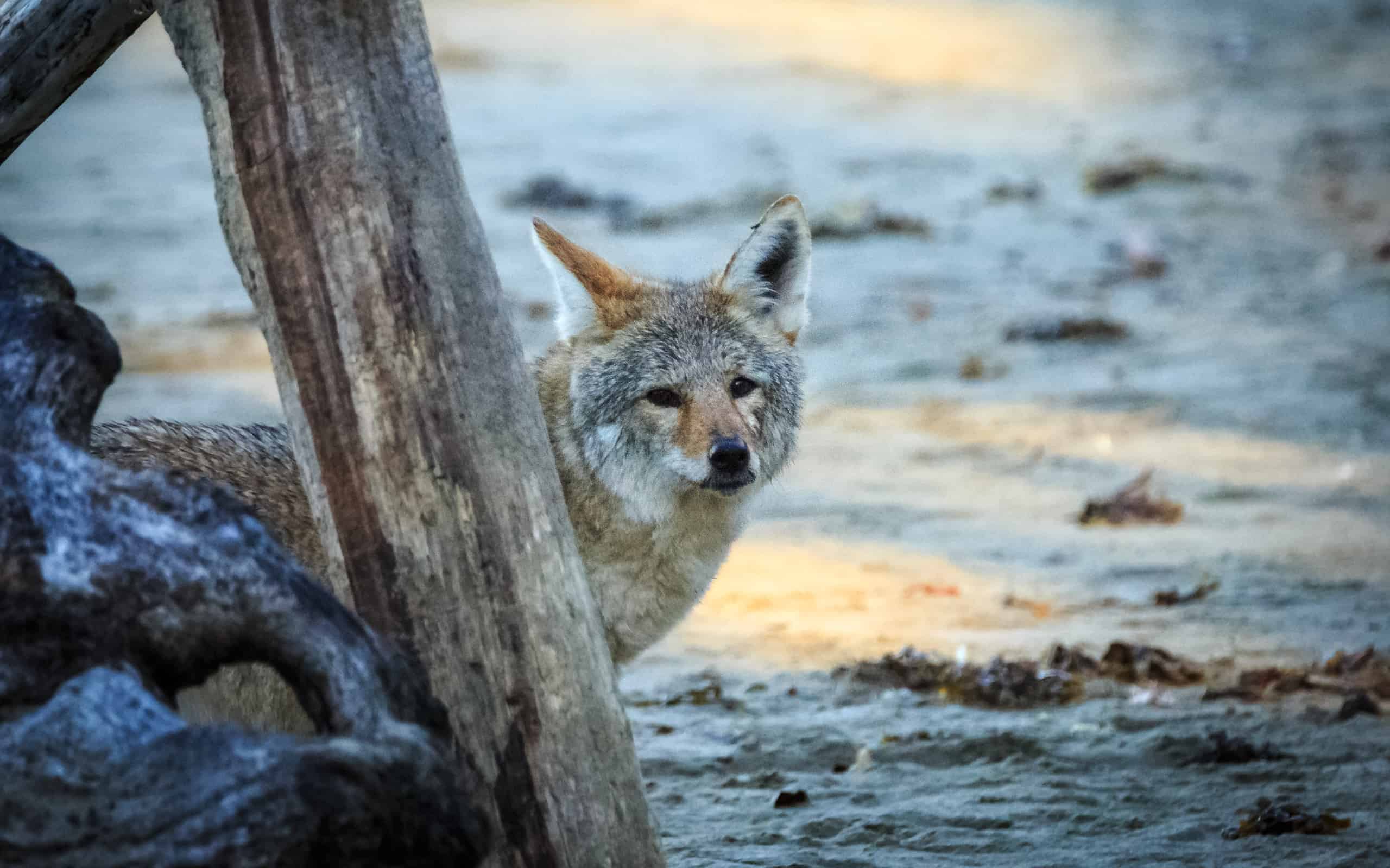 The Top 6 Smells Attracting Coyotes to Your Yard
