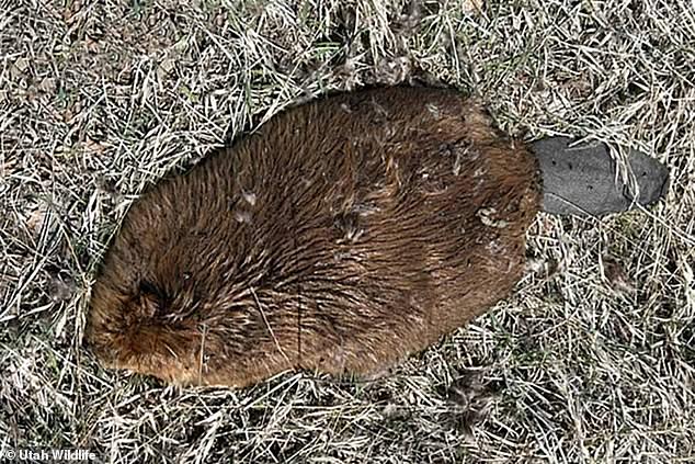 a disease has killed nine beavers in utah and 'can spread to humans'