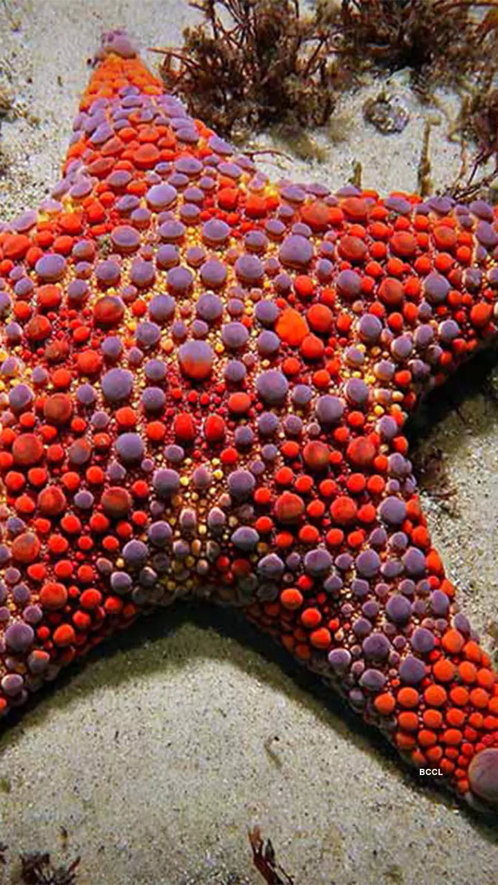 10 stunning types of starfish that are a visual delight