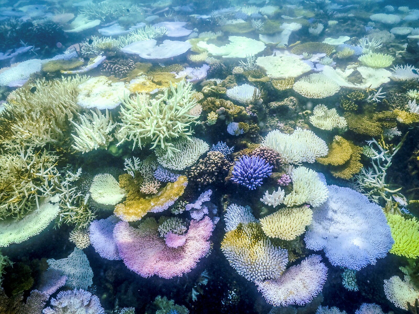 Korallenbleiche am Great Barrier Reef so schlimm wie nie