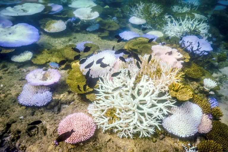 la gran barrera de coral australiana, más amenazada que nunca