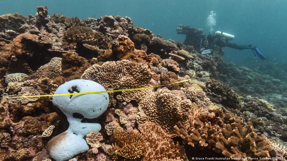 gran barrera de coral sufre blanqueamiento jamás registrado