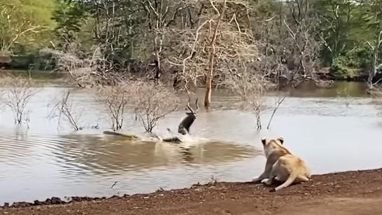 Lioness, Crocodiles Attack Nyala. But, What Happens Next Will Leave You 