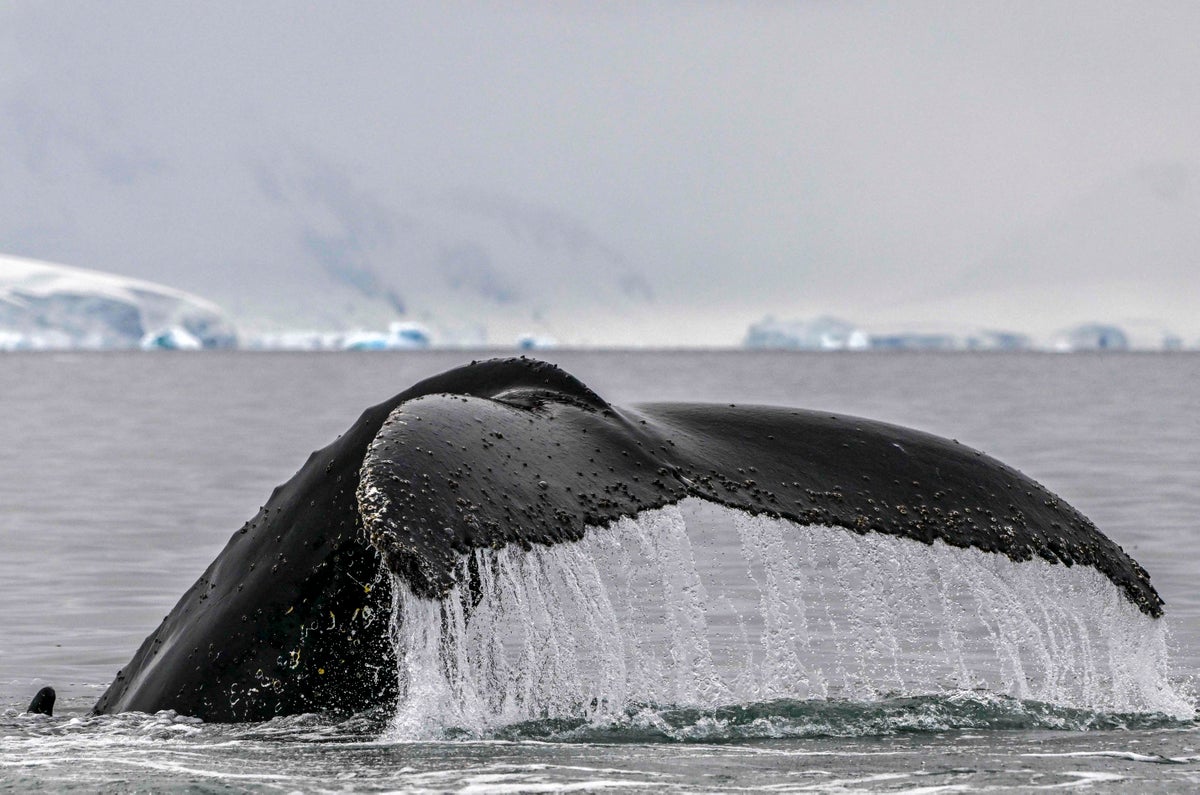 scientists claim to have successfully ‘conversed’ with a whale
