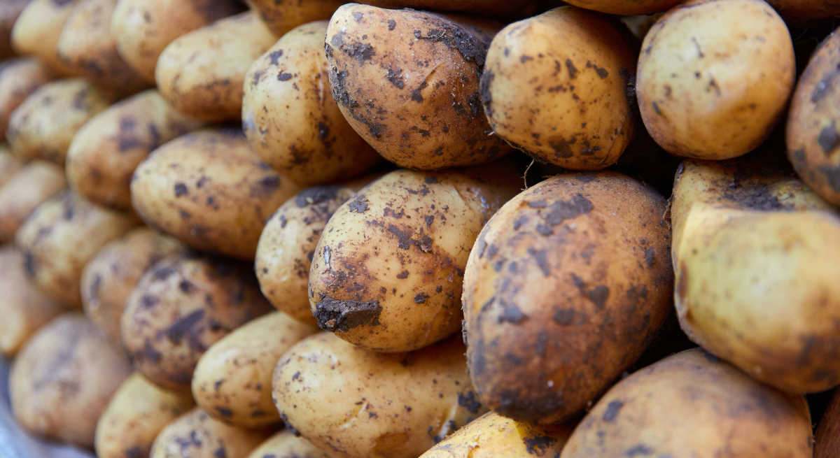 las importaciones de egipto amenazan a los productores de patatas españoles