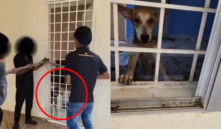 abandoned dogs rescued from heart-breaking conditions in port dickson bungalow