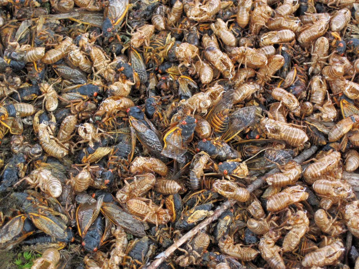 ‘cicadapocalyps’ verschrikt burgers en verrukt entomologen