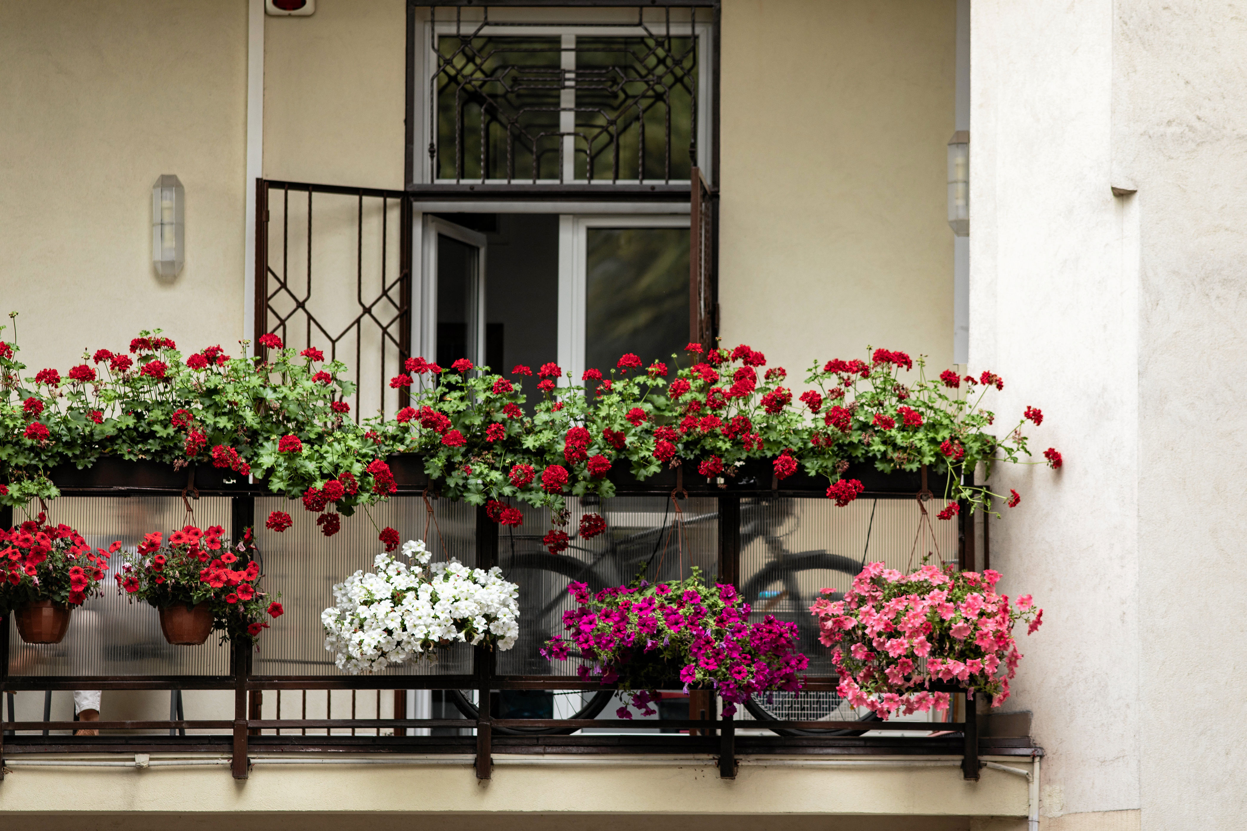 jakie kwiaty na balkon? osiem pięknych roślin - są wytrzymałe i niesamowicie łatwe w uprawie