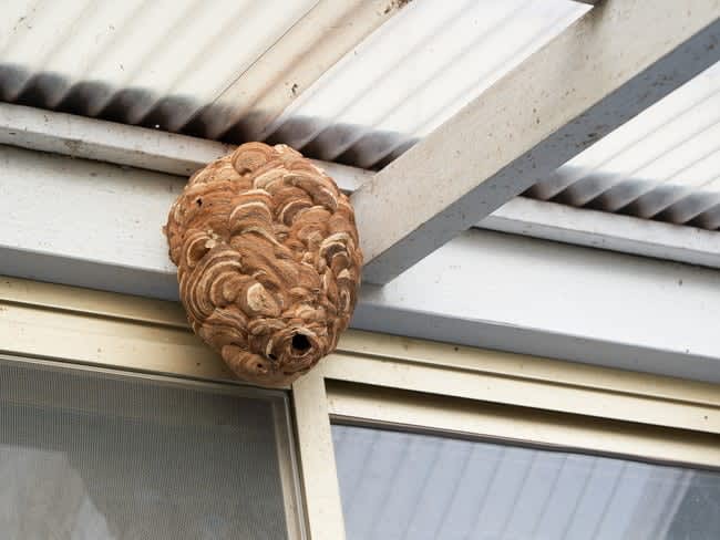 4月にすべき『ハチの巣対策』4選！巣を作らせないようにする予防法とは？