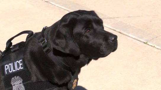 ATF’s Gun Sniffing Dog Now Working with Albuquerque Police . Opens in a new window.