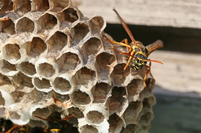 4月にすべき『ハチの巣対策』4選！巣を作らせないようにする予防法とは？