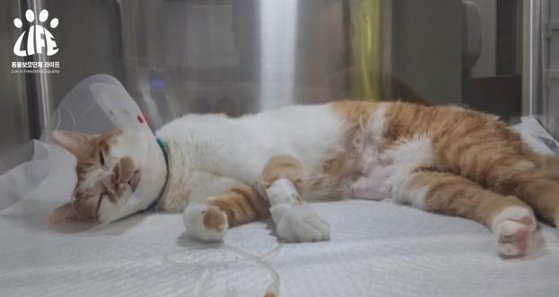 韓国で相次ぐ「猫の急死」…動物団体「特定の飼料が原因の可能性」