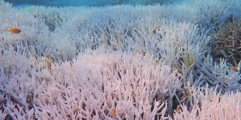 „die regenwälder der meere stehen in flammen“ - für die korallenriffe gibt es ein fünkchen hoffnung - doch es bleibt wenig zeit