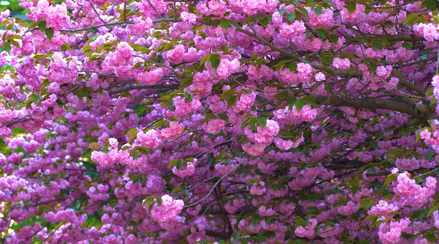 baharın müjdeleyicisi sakura ağaçlarının renkli çiçekleri görsel şölen sunuyor