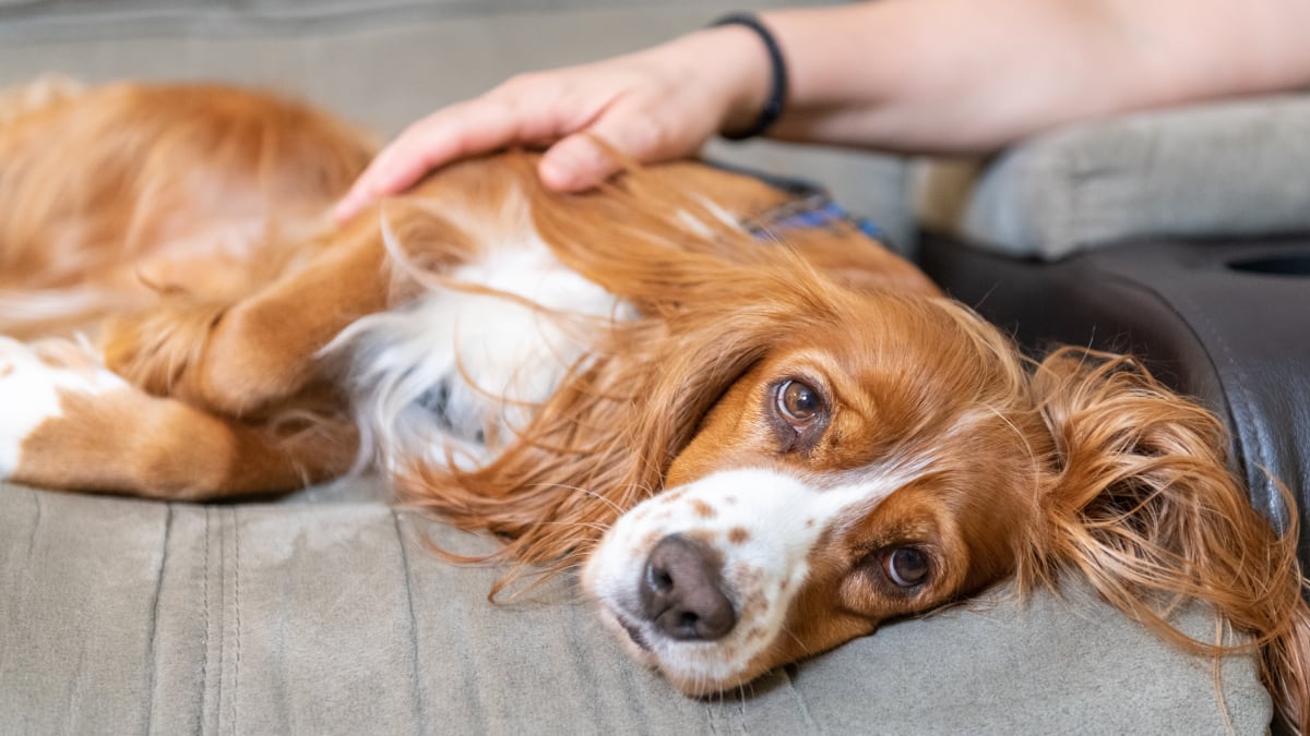 amazon, leishmaniasis en perros: síntomas y productos básicos para prevenirlo