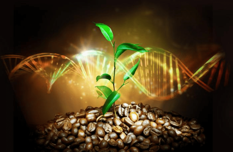 Coffee genome research
