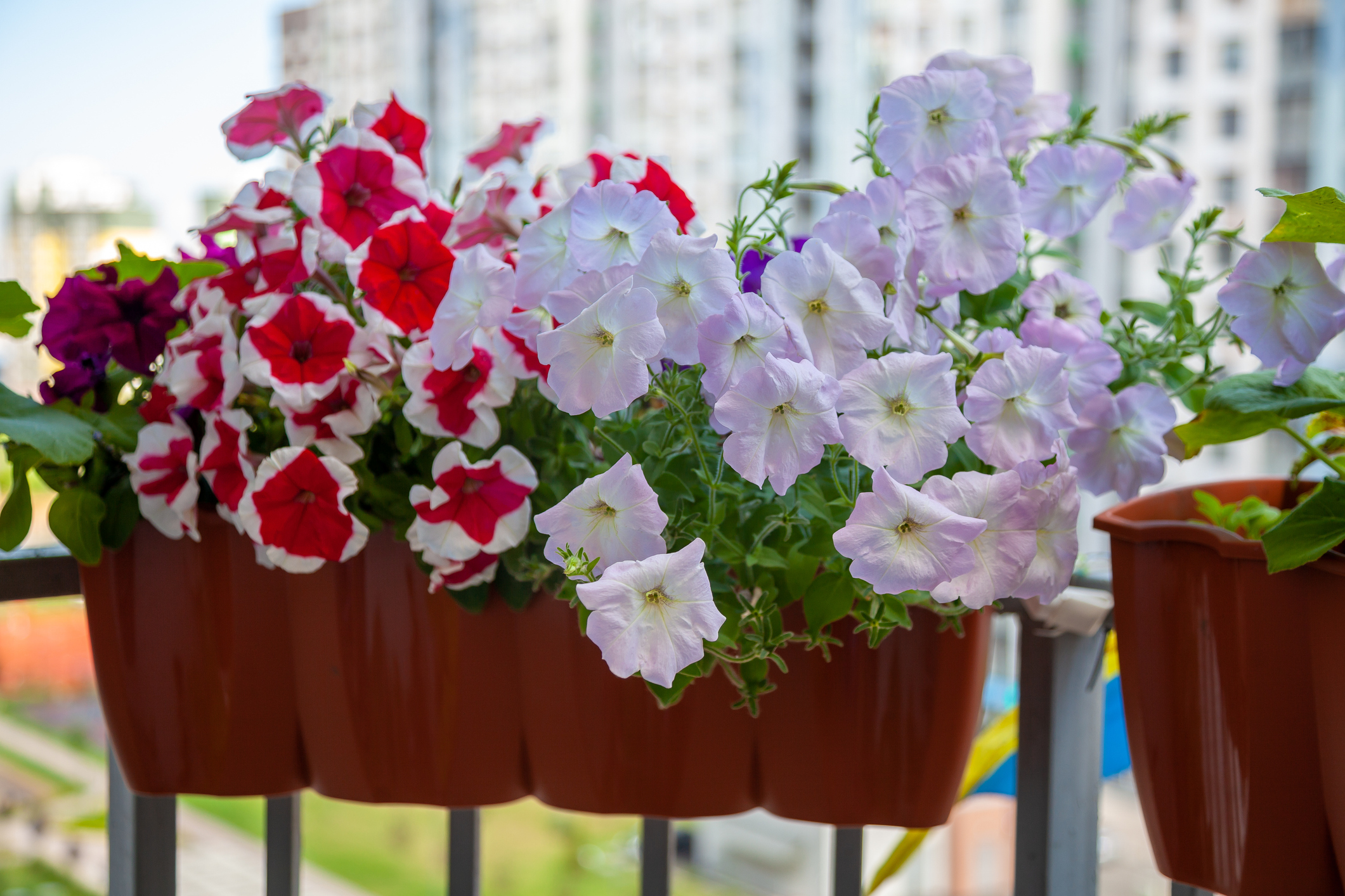 jakie kwiaty na balkon? osiem pięknych roślin - są wytrzymałe i niesamowicie łatwe w uprawie