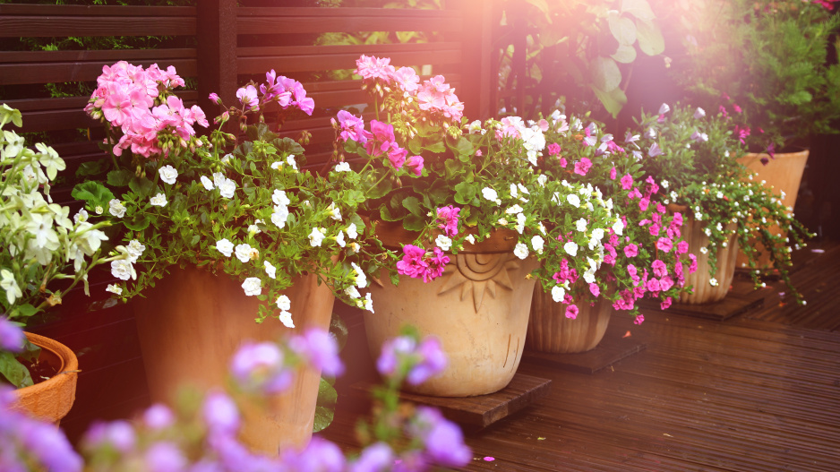 žebříček top nejoblíbenějších balkonových květin: kterým se bude dařit na slunci a které raději polostín