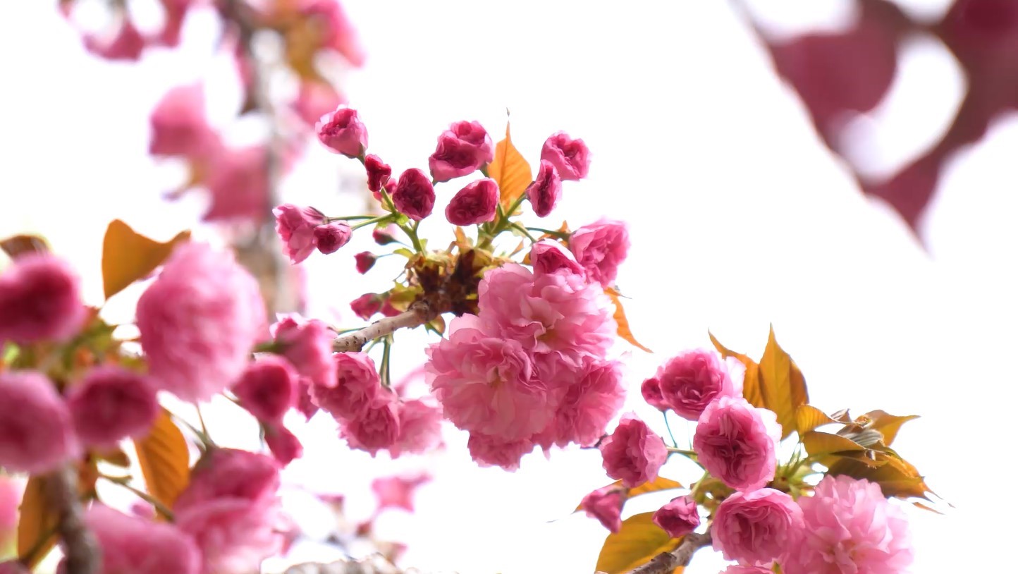 baharın müjdeleyicisi sakura ağaçlarının renkli çiçekleri görsel şölen sunuyor